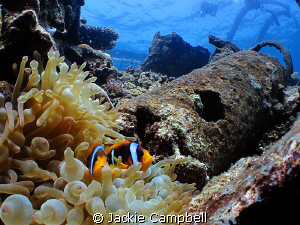 Clown fish on the Umbria.
 by Jackie Campbell 